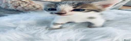 Mixed Breed cats for sale: Turkish Angora mix kittens - Advert 4