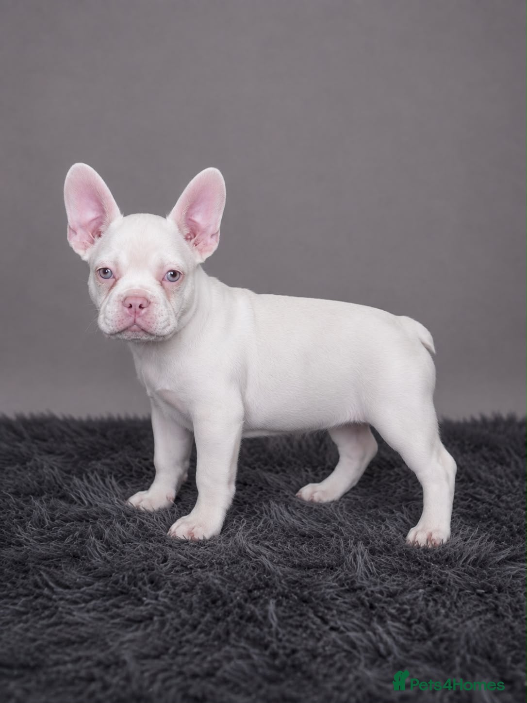 French Bulldog dogs French bulldog puppies  - Advert 1