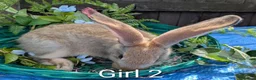 Continental Giant rabbits for sale: Continental Giant babies - Advert 8