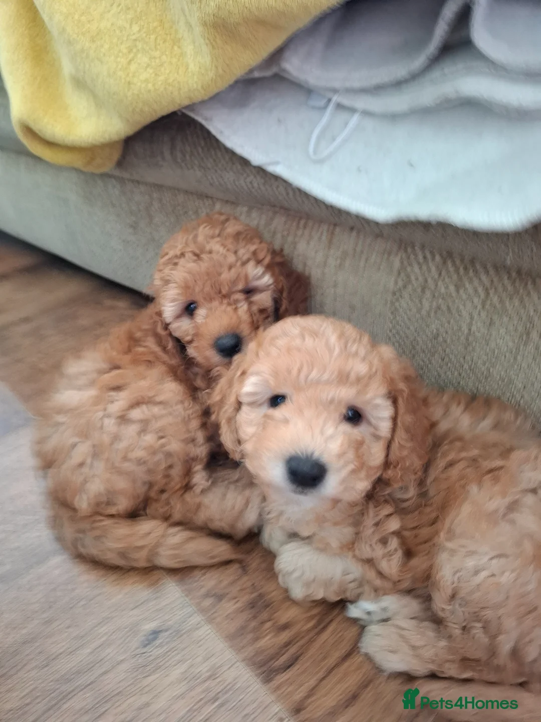 Miniature Poodle dogs for sale: Stunning Apricot Miniature Poodle Puppies - Advert 1