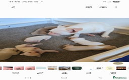 French Bulldog dogs for sale: French bulldog pups pink/fluffy READY NOW - Image 10