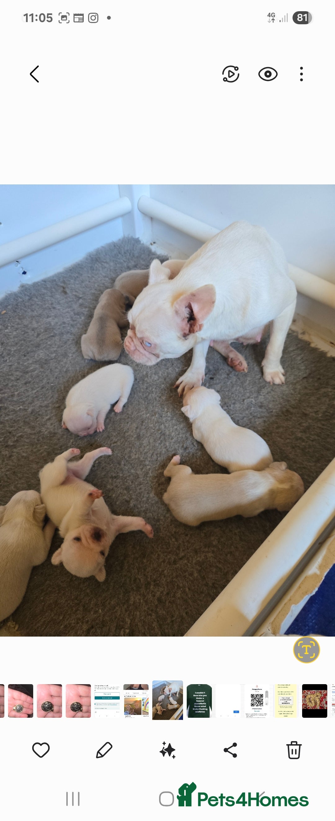 French Bulldog dogs for sale: French bulldog pups pink/fluffy READY NOW - Image 10