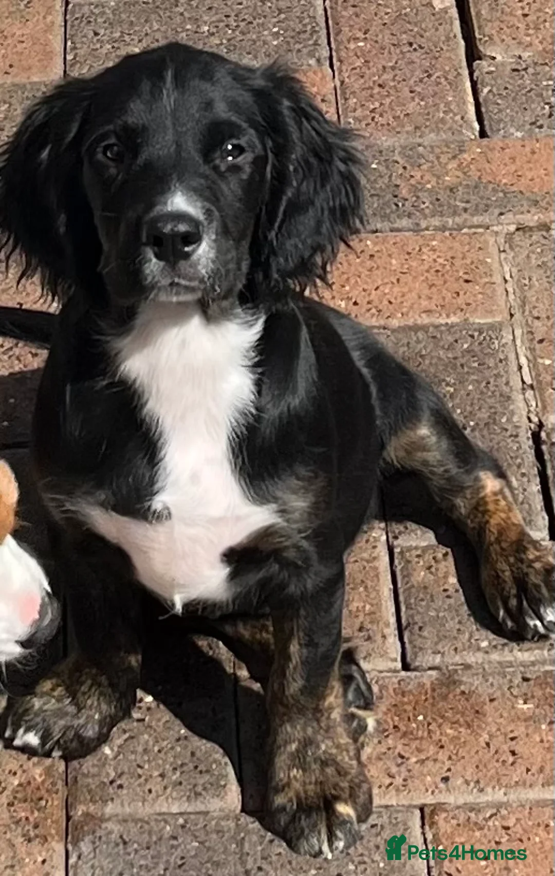 Mixed Breed dogs for sale: 👑 Rare Springlier pups- Licenced Breeder 👑 - Advert 1