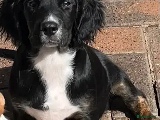 Mixed Breed dogs 👑 Rare Springlier pups- Licenced Breeder 👑 - Advert 1