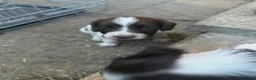 English Springer Spaniel dogs for sale: Parents KC registered FTCH line pups - Advert 9