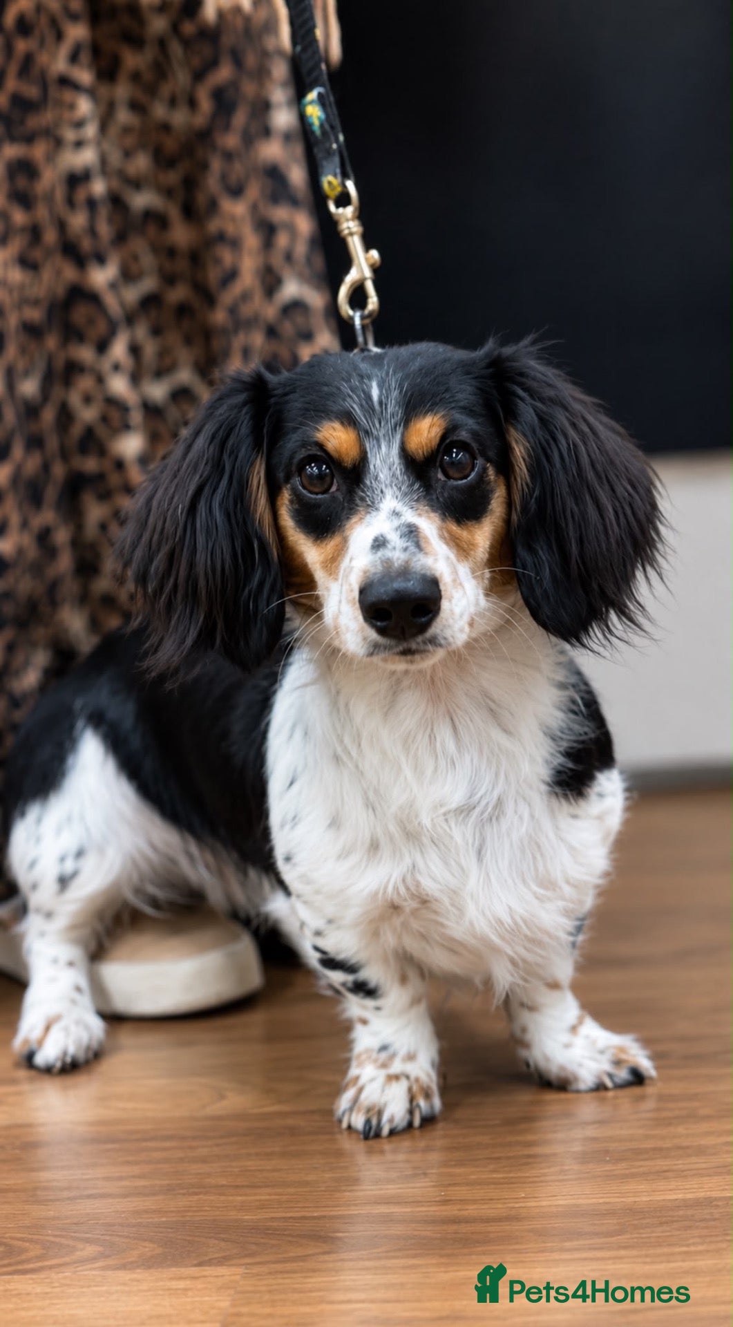 Miniature Dachshund dogs for stud: ARLO STUD - Advert 10