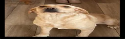 Labrador Retriever dogs for sale: Labrador Puppies  - Advert 11