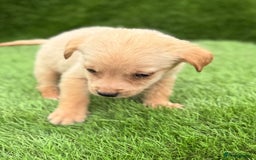 Labrador Retriever dogs for sale: Labrador pups  - Image 37