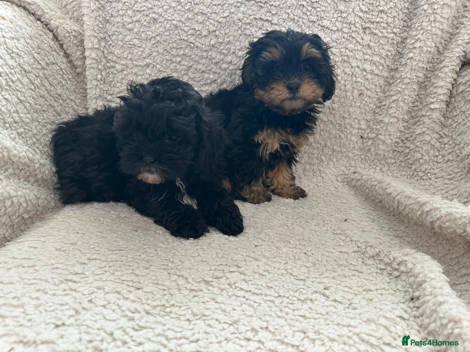 Shihpoo dogs Shihpoo pups - Advert 2