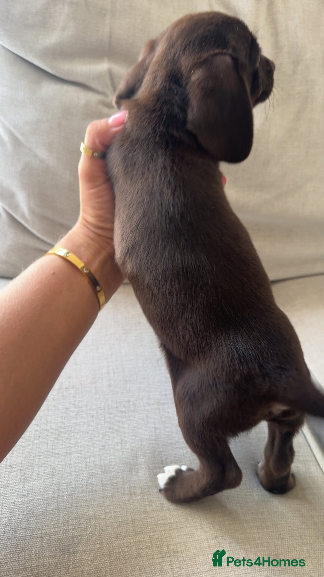 Mixed Breed dogs for sale: Cocker jacks. 2 boys 2 girls! - Image 12