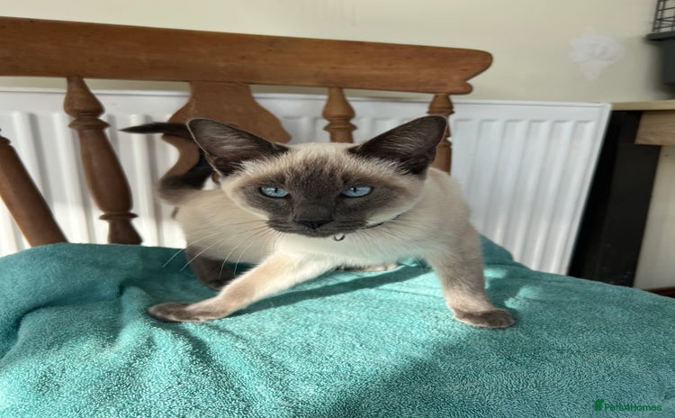 Rex rabbits - Advert 19