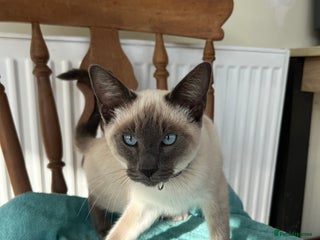 Rex rabbits - Advert 18