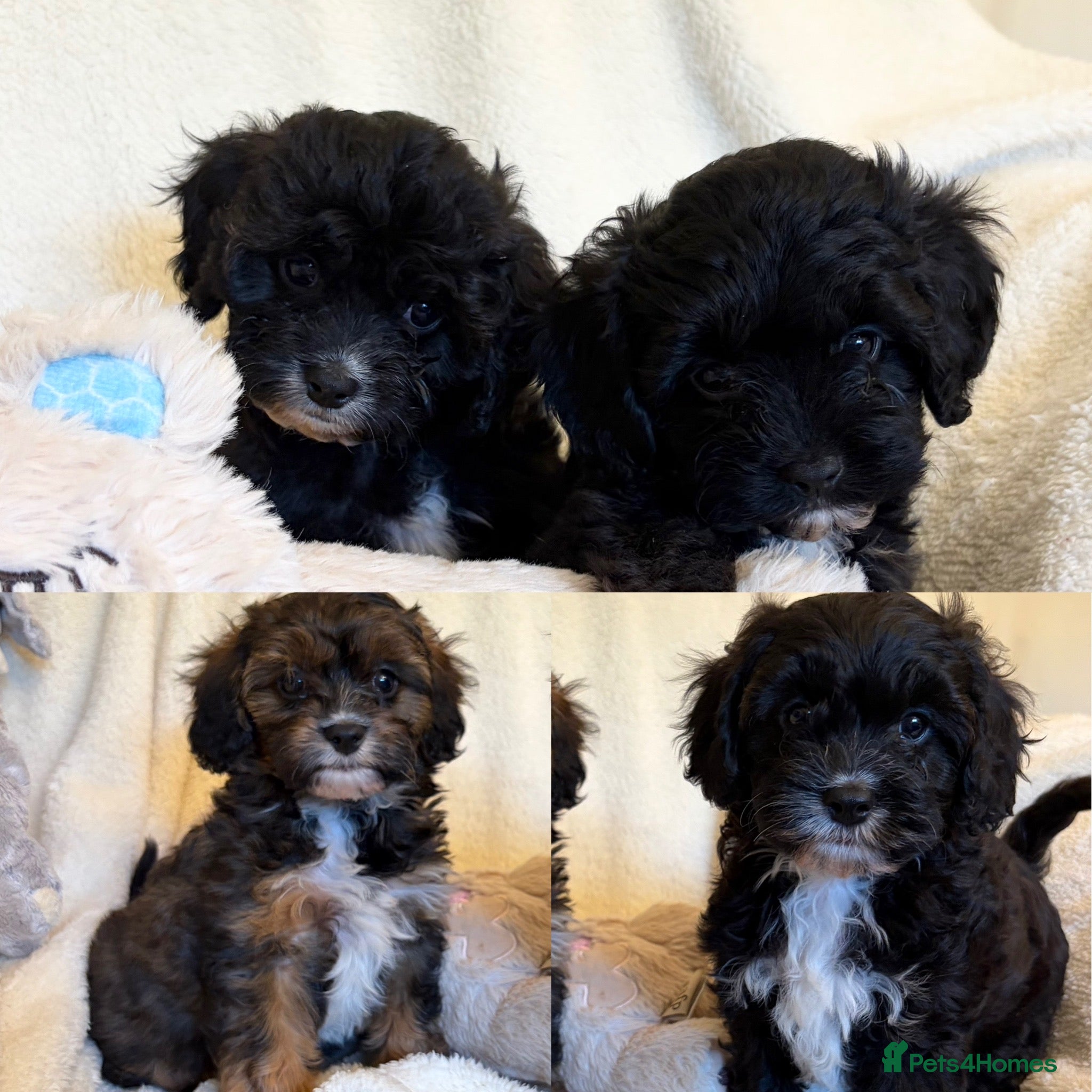 Cavapoo dogs Beautiful F1 Cavapoo Puppies - 1 Girl 3 Boys - Advert 4