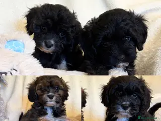 Cavapoo dogs Beautiful F1 Cavapoo Puppies - 1 Girl 3 Boys - Advert 4
