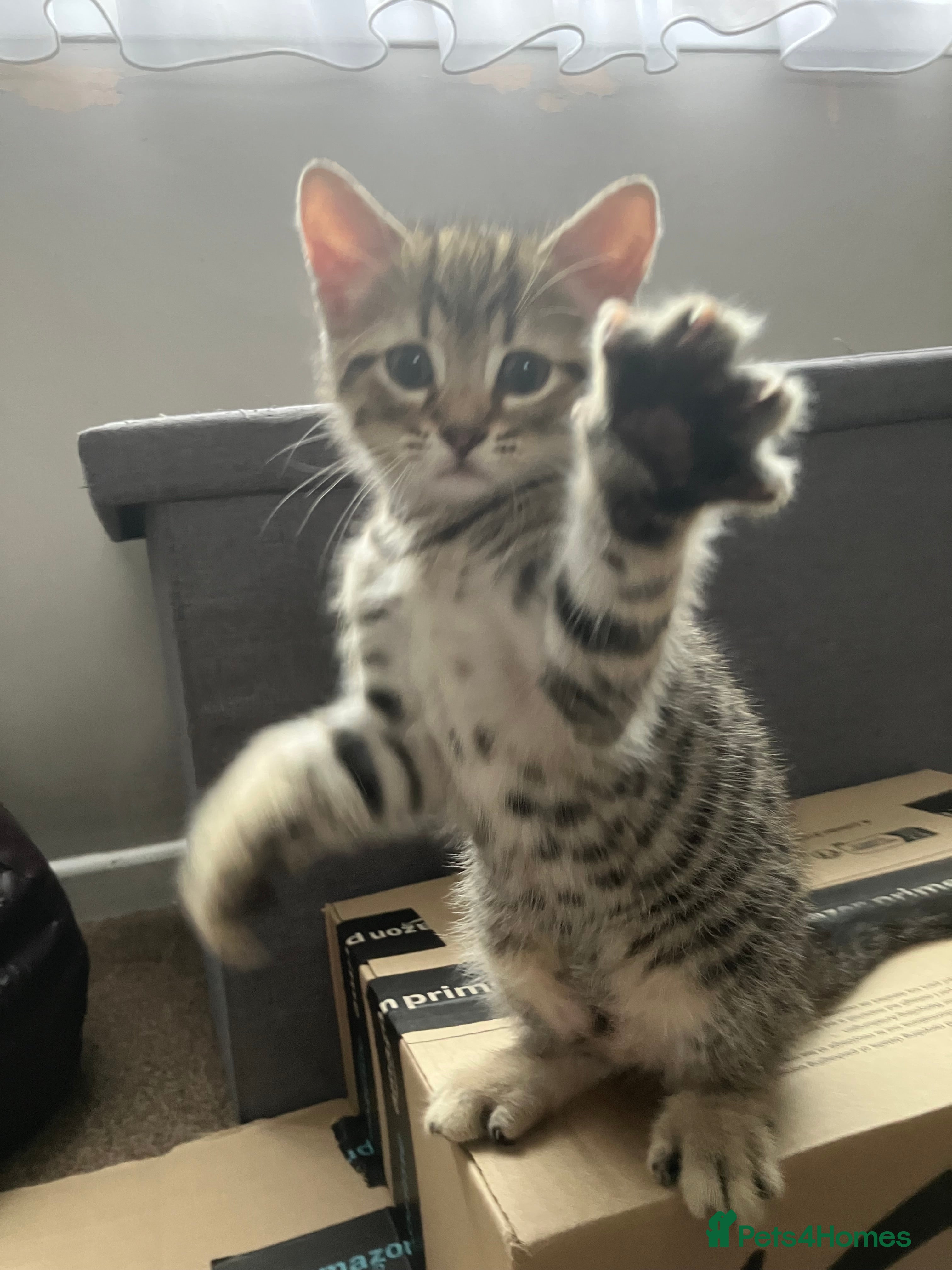 Domestic Shorthair cats Shorthair for sale - Advert 1