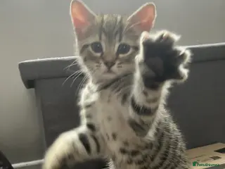 Domestic Shorthair cats Shorthair for sale - Advert 1