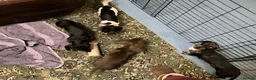 Miniature Dachshund dogs for sale: LOVELY MINIATURE DACHSHUNDS PUPPIES FOR SALE in Kirkcaldy - Advert 2