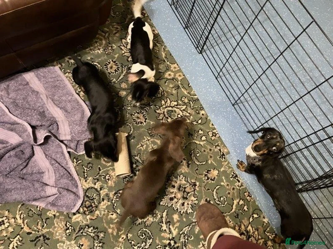 Miniature Dachshund dogs for sale: LOVELY MINIATURE DACHSHUNDS PUPPIES FOR SALE in Kirkcaldy - Advert 2