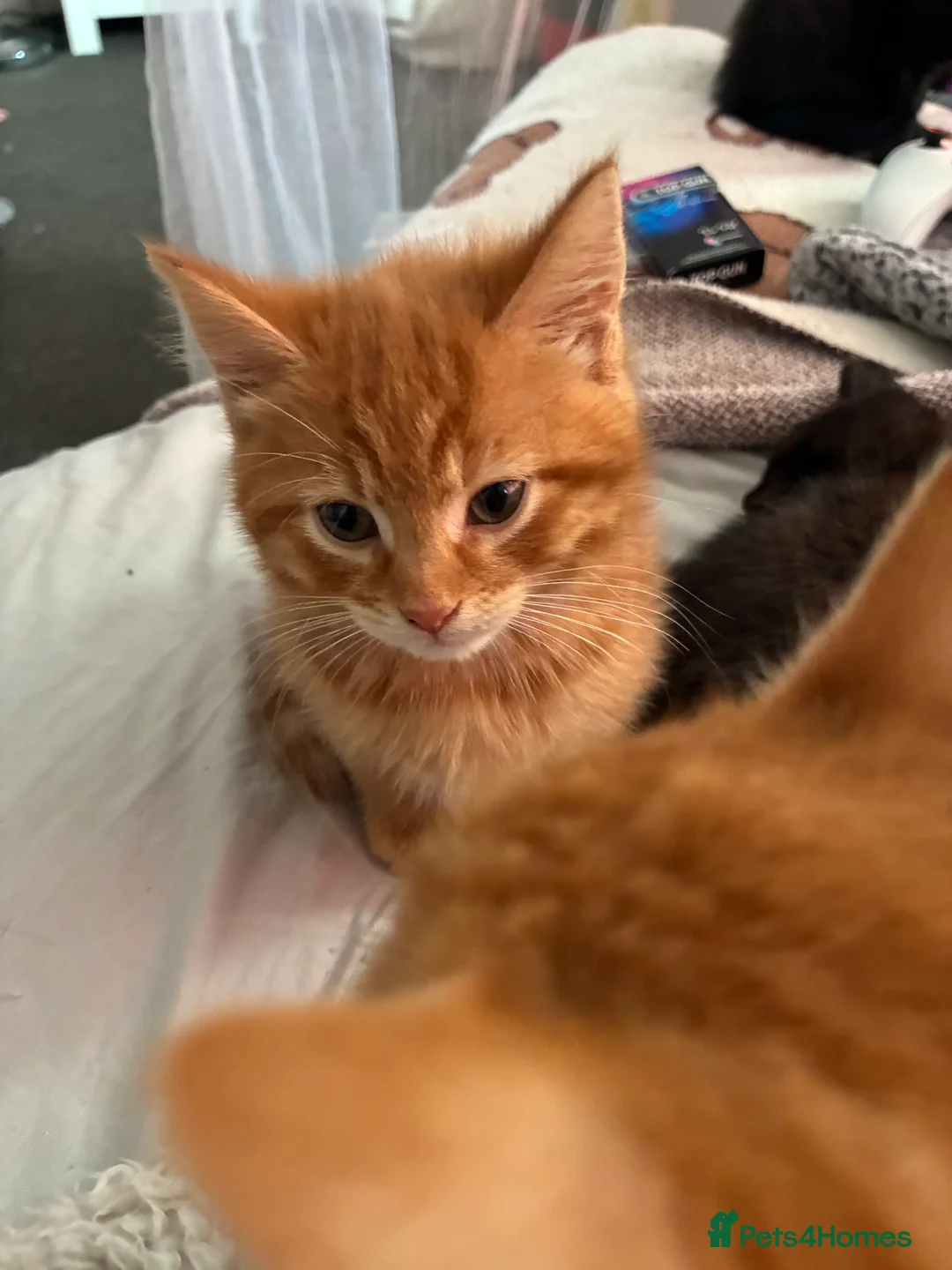 Mixed Breed cats for sale: Beautiful fluffy cuddly kittens for sale!!!  - Advert 14