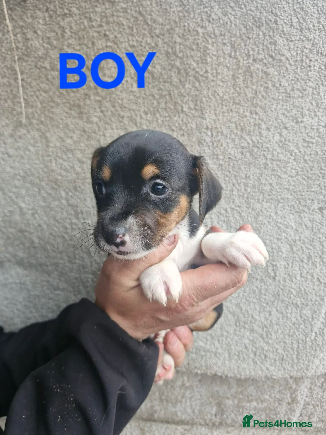 Jack Russell dogs for sale: Jack russels - Advert 17