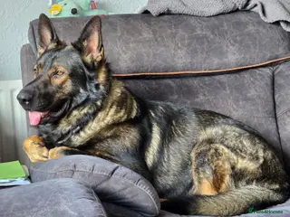 German Shepherd dogs Working ling German shepherd - Advert 13