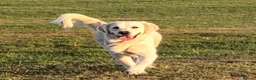 Golden Retriever dogs for sale: Gorgeous KC Registered Golden Retriever Puppies - Advert 3