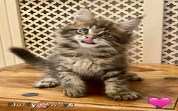Maine Coon cats for sale: 🐾🦁 *TICA* MAINE COON KITTENS 🧬 DNA CLEAR 🦁🐾 - Image 27
