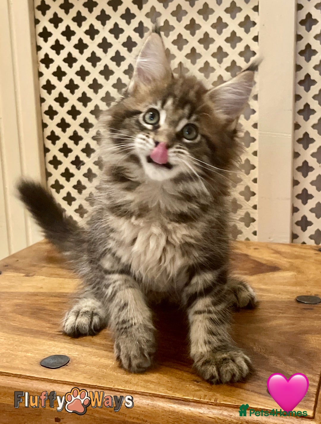 Maine Coon cats for sale: 🐾🦁 *TICA* MAINE COON KITTENS 🧬 DNA CLEAR 🦁🐾 - Image 27