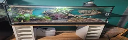 Frog reptiles for sale: Australian whites tree frogs & terrarium BREEDING - Advert 2