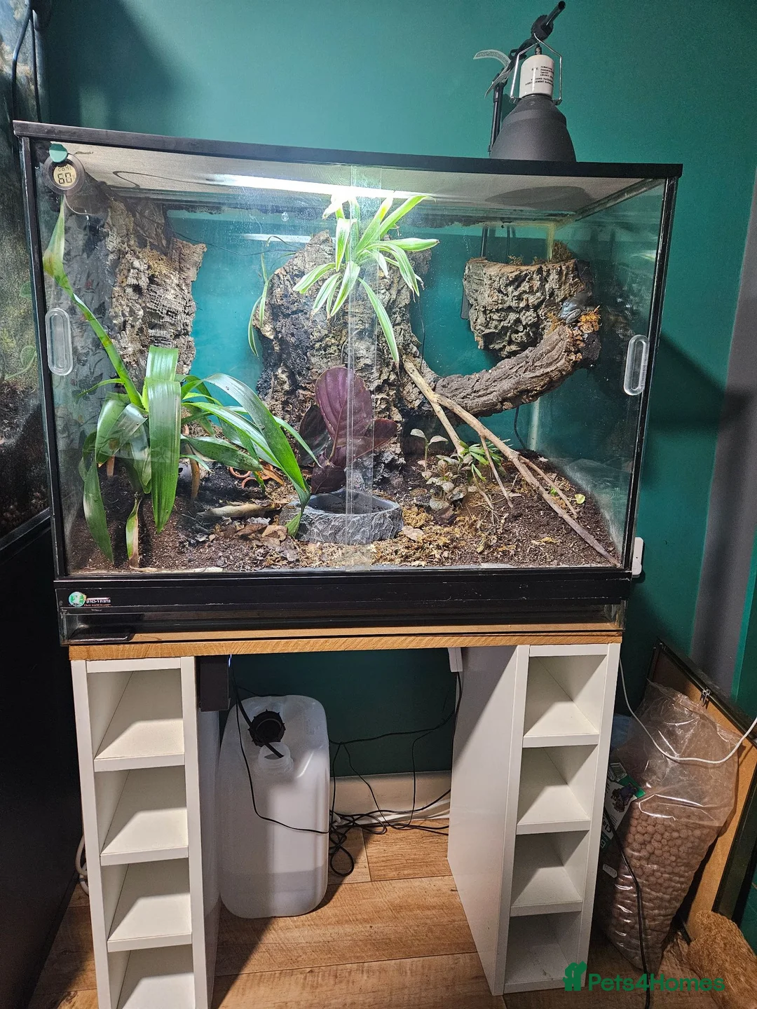 Frog reptiles for sale: Australian whites tree frogs & terrarium BREEDING - Advert 2