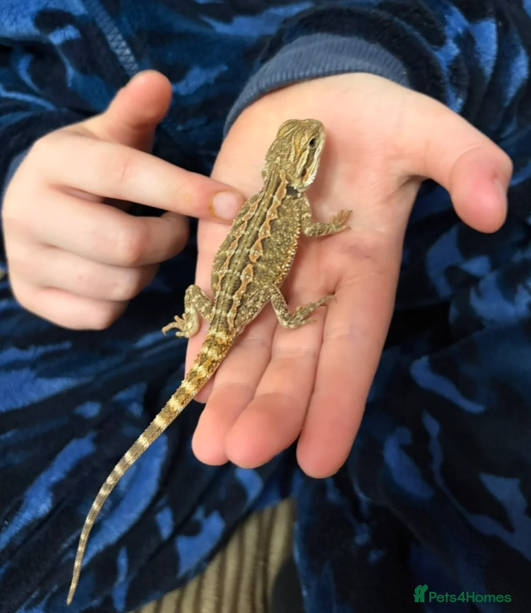 Bearded Dragon reptiles for sale: Bearded Dragon and full set up in Hartlepool - Advert 2