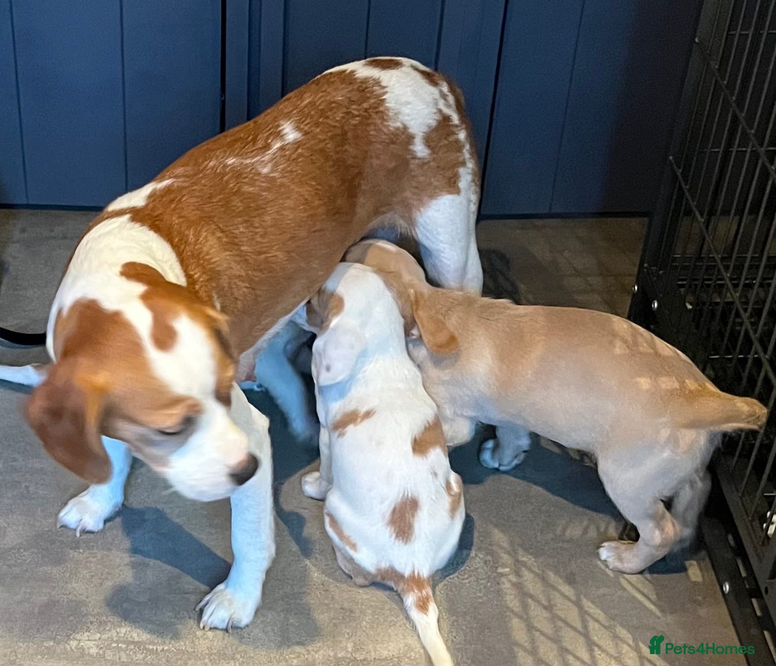 Mixed Breed dogs 👑 Rare Royal Springhound (Springlier) puppies 👑 - Advert 4