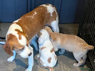 Mixed Breed dogs 👑 Rare Royal Springhound (Springlier) puppies 👑 - Advert 3