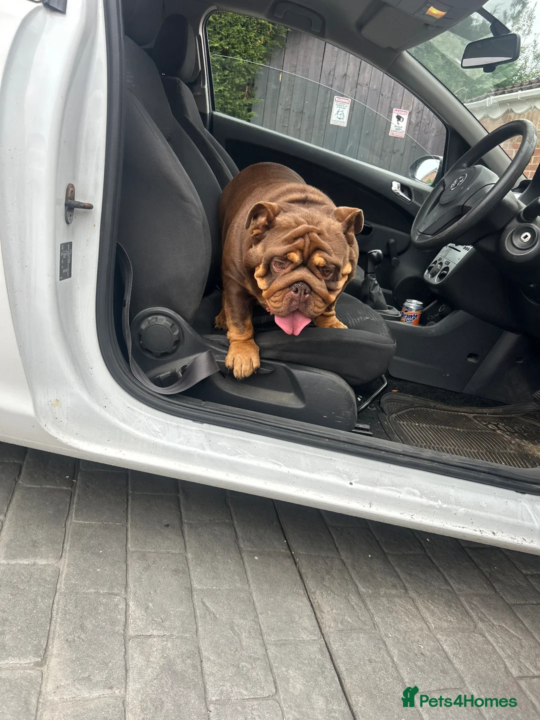 English Bulldog dogs for sale: English bulldog boy chocolate Merle  in Newton Aycliffe - Advert 1