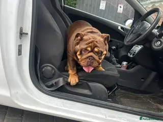 English Bulldog dogs English bulldog boy chocolate Merle - Advert 10