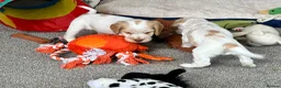 Cocker Spaniel dogs for sale: Stunning Orange roan boys - Advert 20
