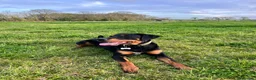 Mixed Breed dogs for sale: 1yr Dobermann x Bernese male  in Southampton - Advert 1