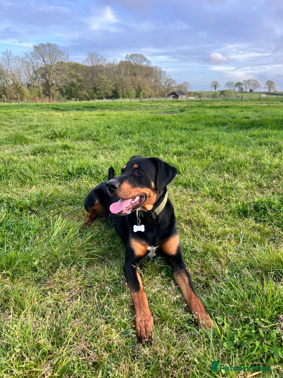 Mixed Breed dogs for sale: 1yr Dobermann x Bernese male  in Southampton - Advert 1