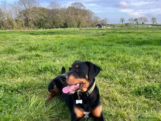 Mixed Breed dogs 1yr Dobermann x Bernese male - Advert 2