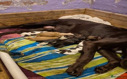 Cockerdor dogs for sale: Cockerdors  - Advert 37