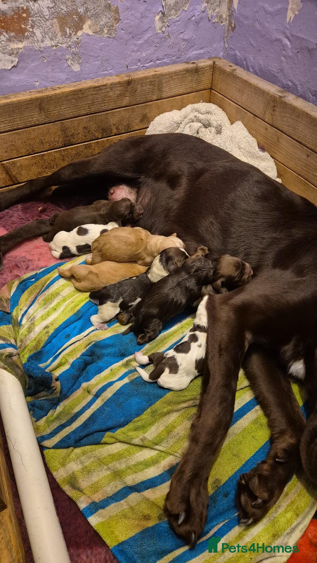 Cockerdor dogs for sale: Cockerdors  - Advert 37