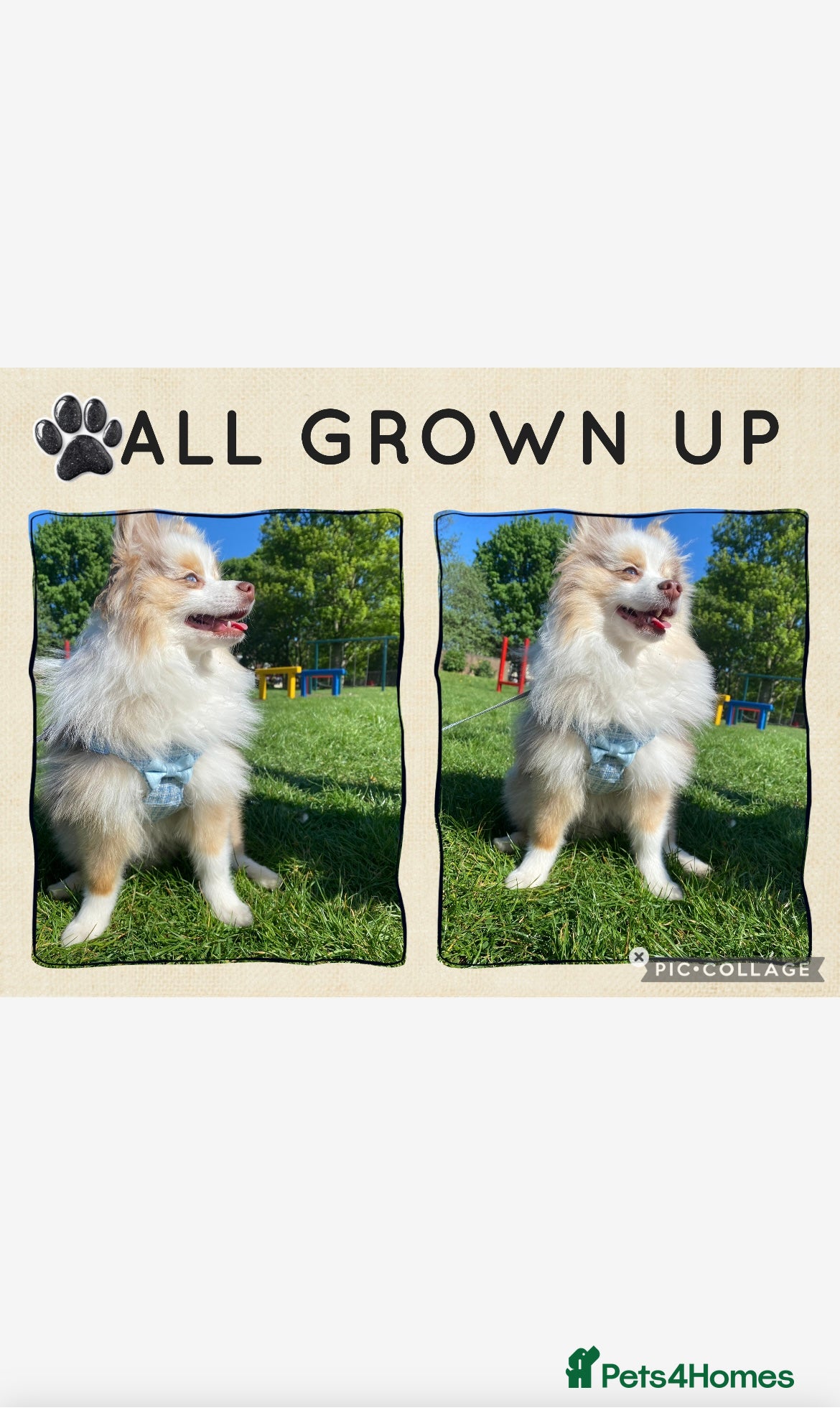 Pomeranian dogs Male Pomeranian STUD!!! - Advert 10