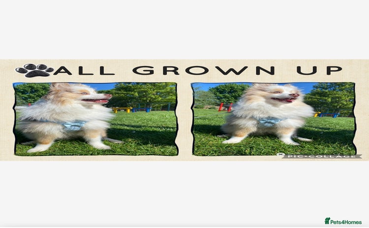 Pomeranian dogs Male Pomeranian STUD!!! - Advert 1