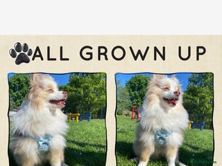 Pomeranian dogs Male Pomeranian STUD!!! - Advert 14