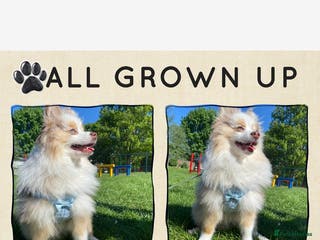 Pomeranian dogs Male Pomeranian STUD!!! - Advert 22