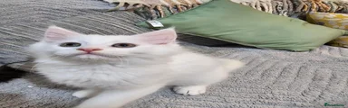 Maine Coon 2