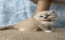 Ragdoll cats for sale: Unique patterned fluffy Ragdoll kittens - Image 10