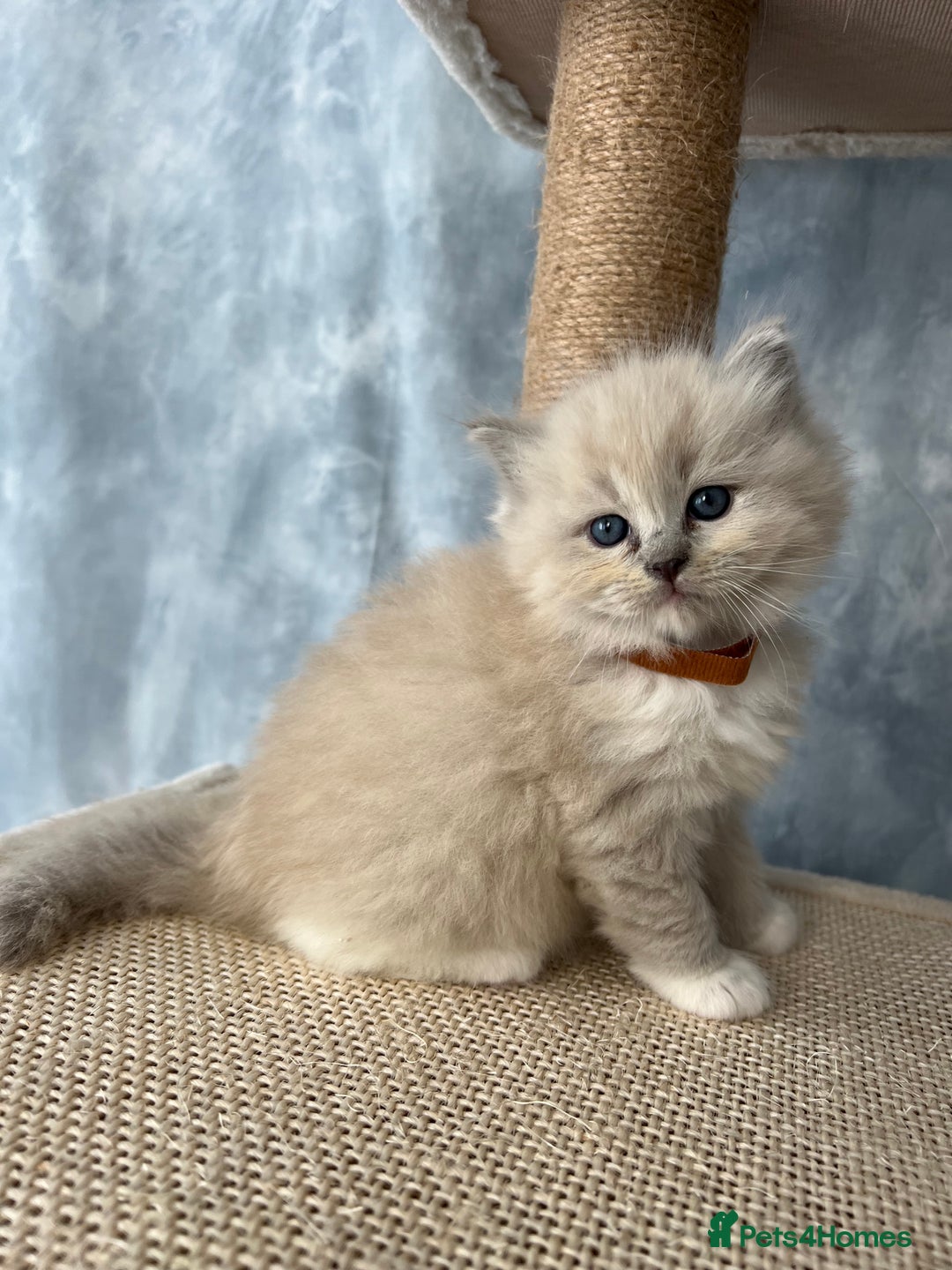 Ragdoll cats for sale: Unique patterned fluffy Ragdoll kittens - Image 10