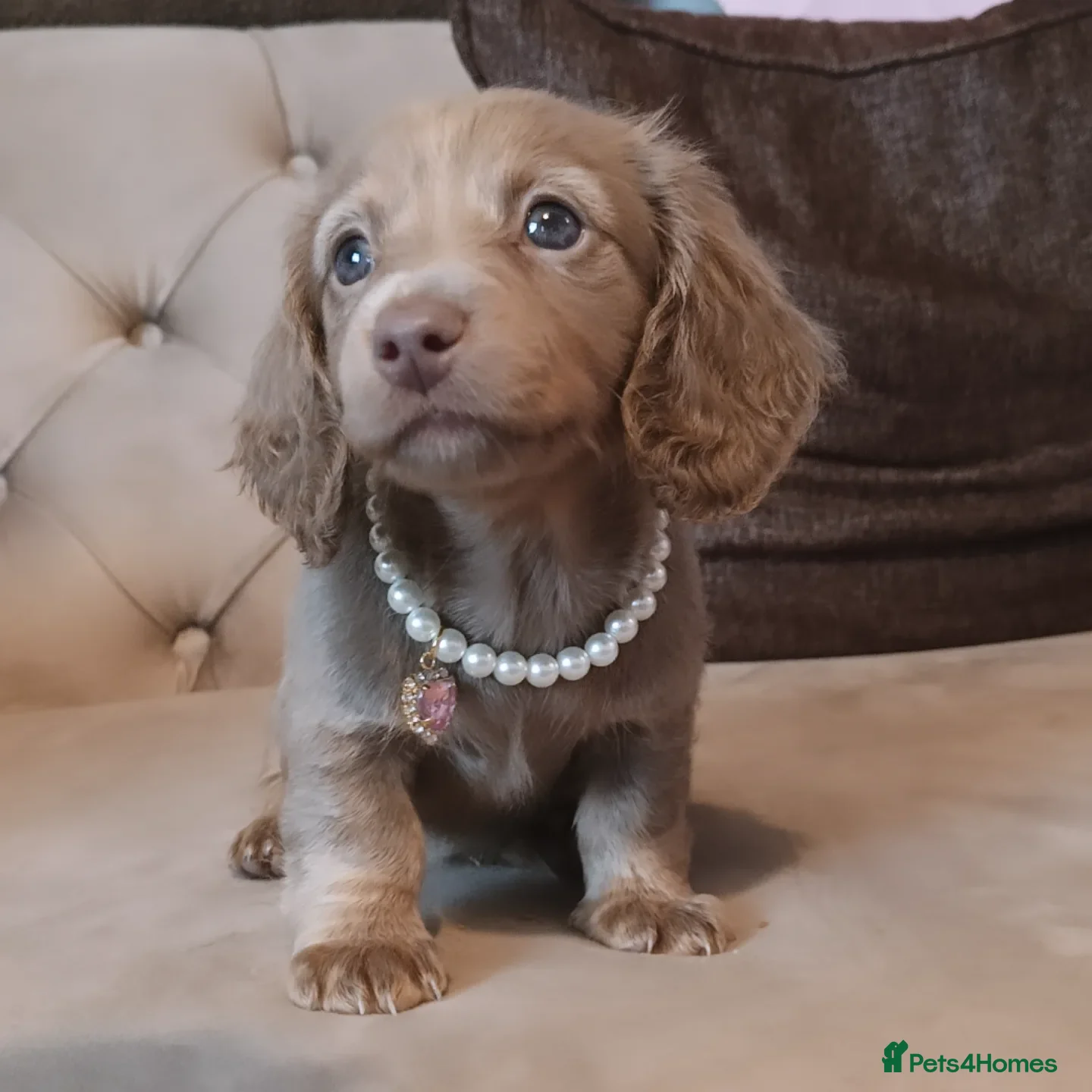 Miniature Dachshund dogs 👑Last girl miniature long haired dachshund👑 - Advert 9