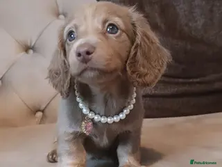 Miniature Dachshund dogs 👑Last girl miniature long haired dachshund👑 - Advert 12